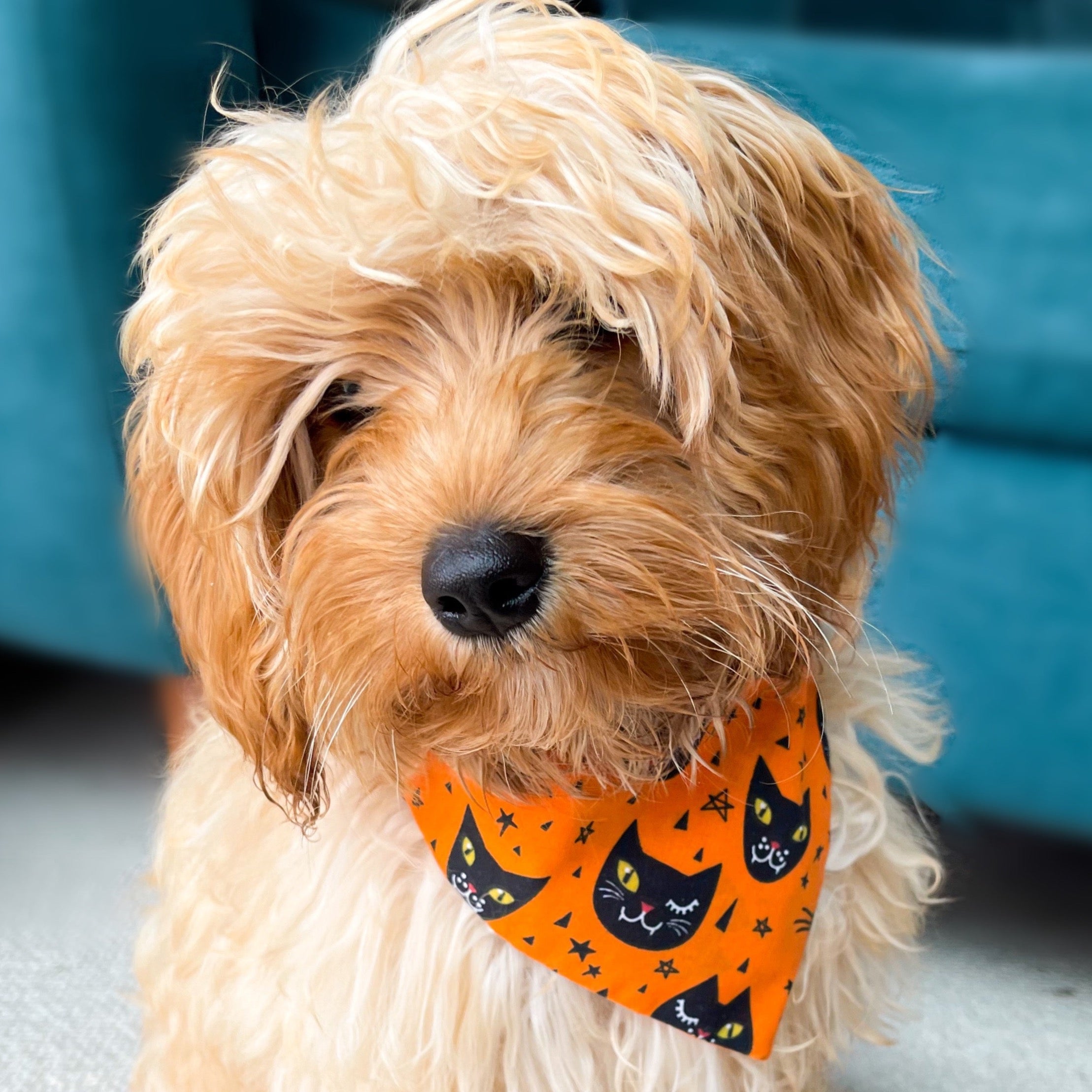 Orange dog shop bandana